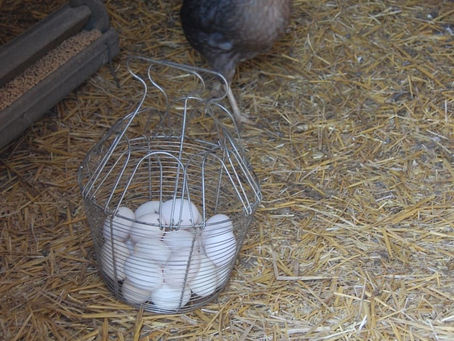 Silver Ligorin Tavuk Özellikleri