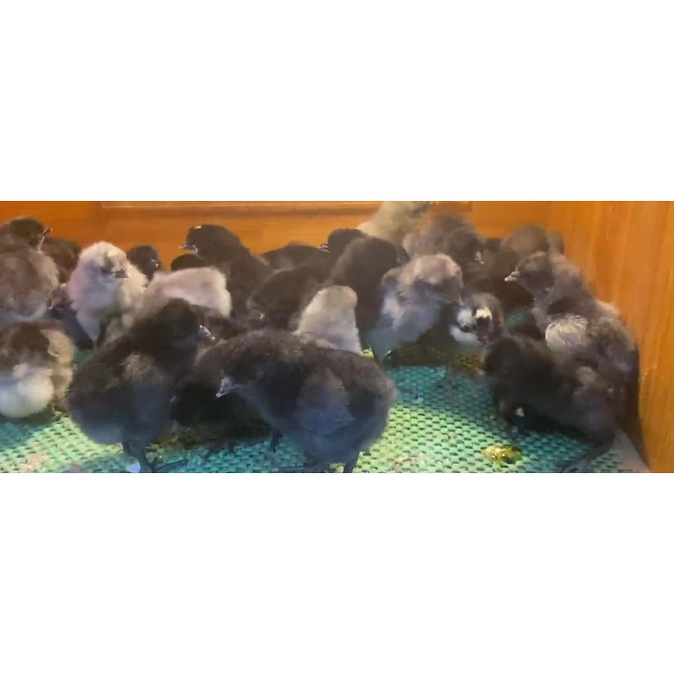 Küçük resim: Blue Black Appenzeller Civciv