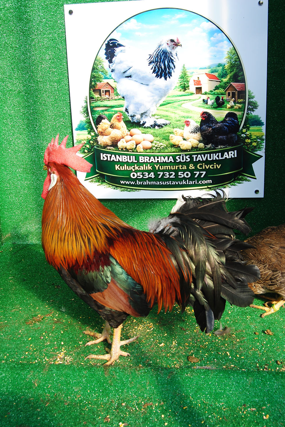 Küçük resim: Brown Ligorin Kuluçkalık Yumurta