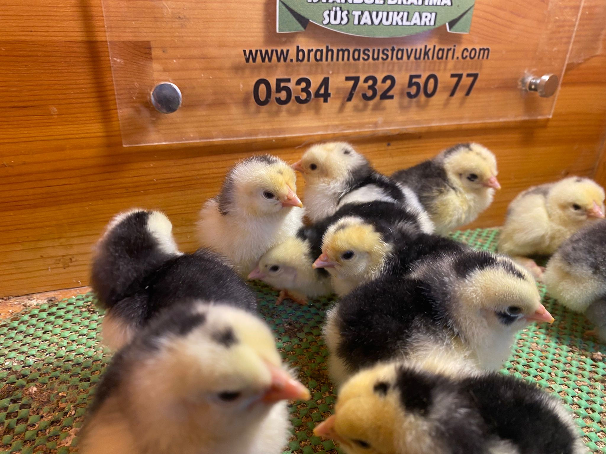 Black Modled Brahma Civciv