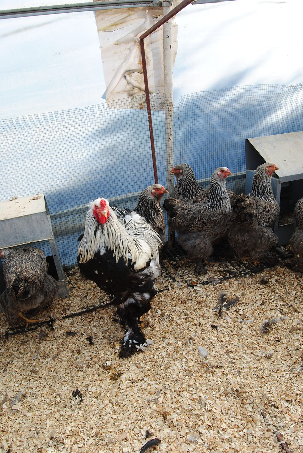 Küçük resim: Dark Brahma Kuluçkalık Yumurta