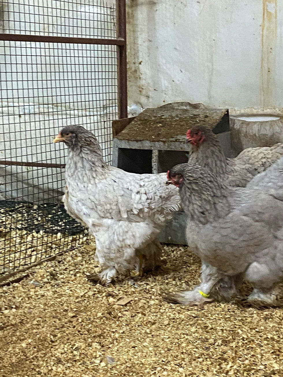 Küçük resim: Blue Brahma Kuluçkalık Yumurta