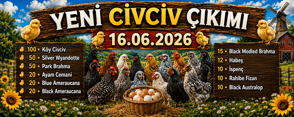 Yeni Civciv Çıkımı 16.06.2026 - Park Brahma-Silver Wyandotte