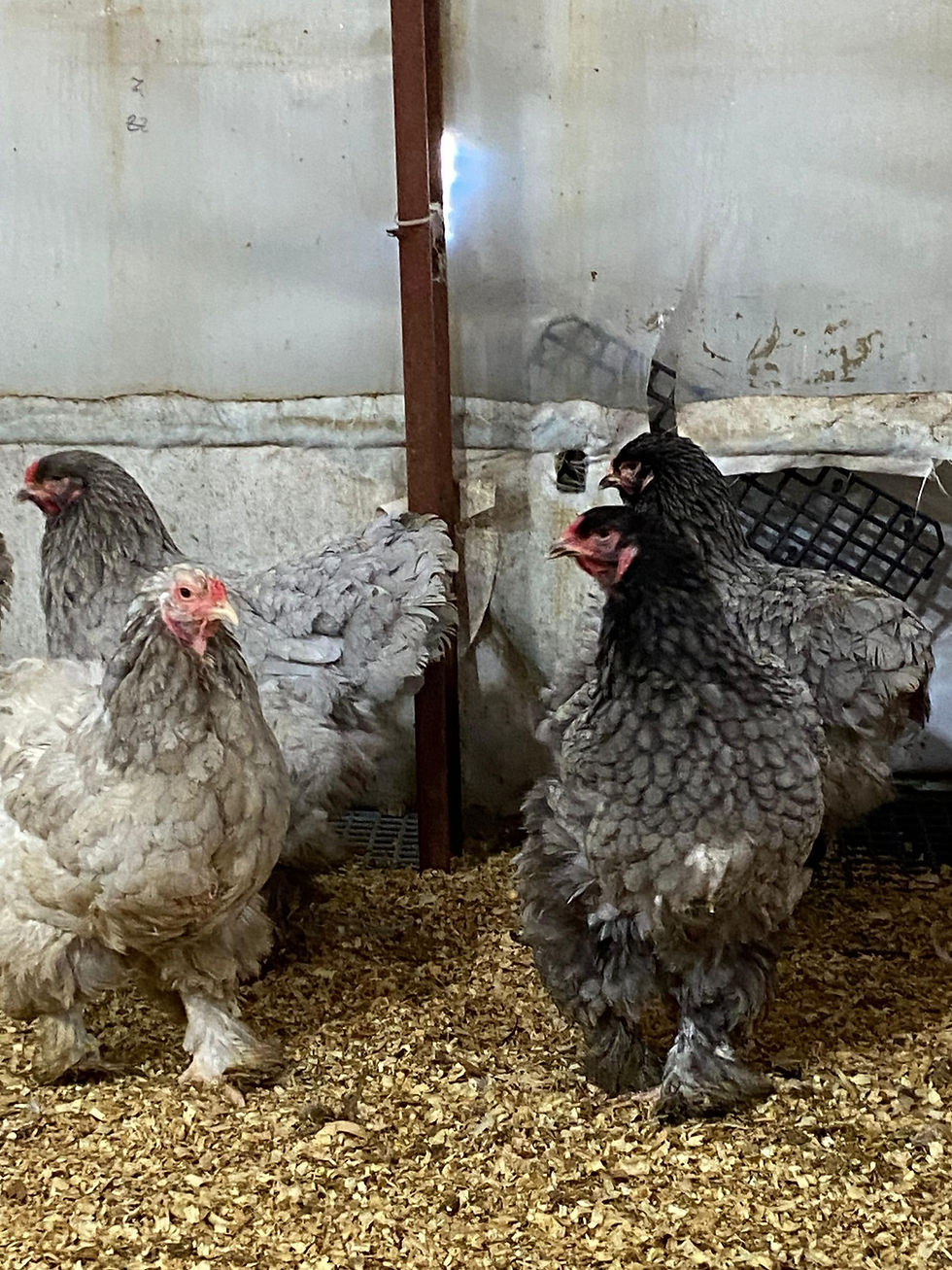 Küçük resim: Blue Brahma Kuluçkalık Yumurta