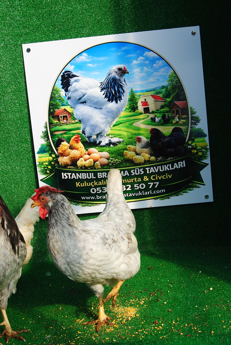 Küçük resim: Blue Modled Ligorin Kuluçkalık Yumurta