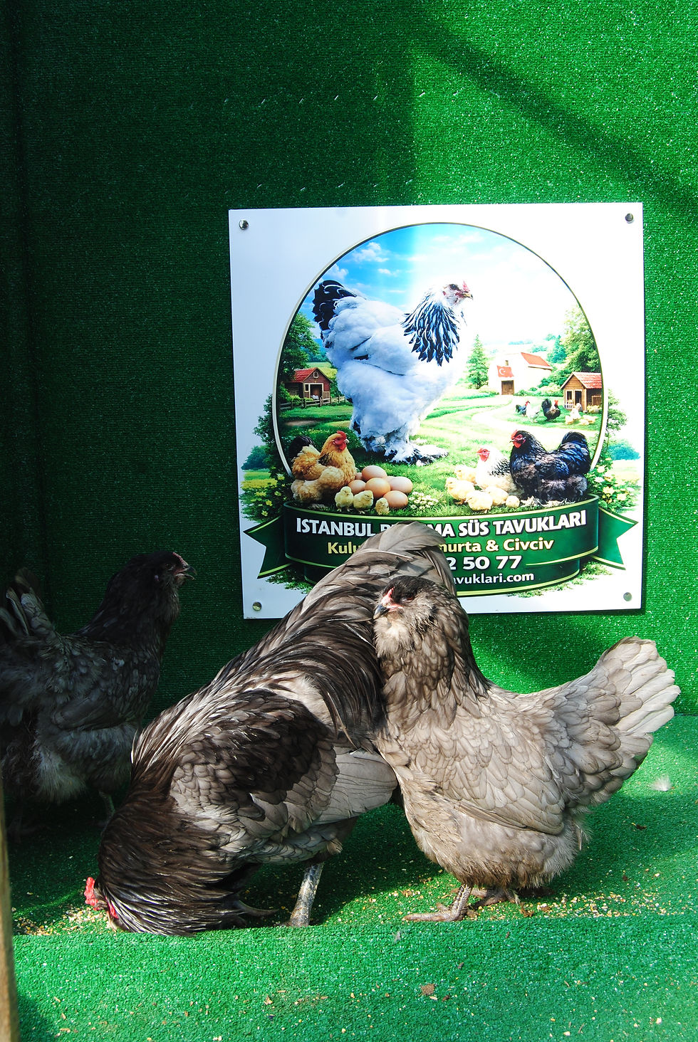 Küçük resim: Blue Ameraucana Kuluçkalık Yumurta