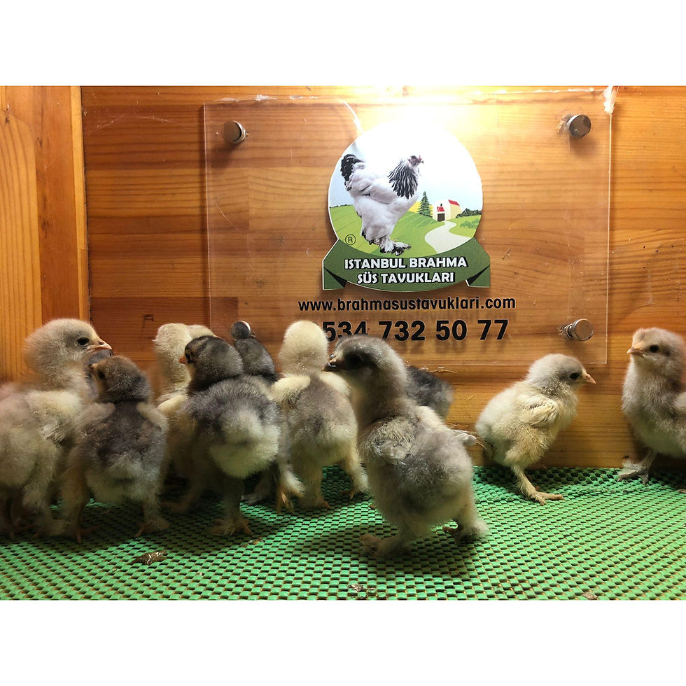 Küçük resim: Mavi Blue Brahma Civcivleri