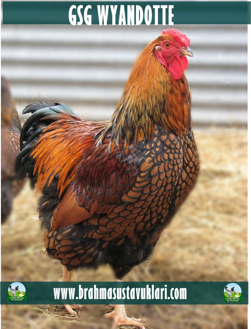 GSG WYANDOTTE KAPAK 2025