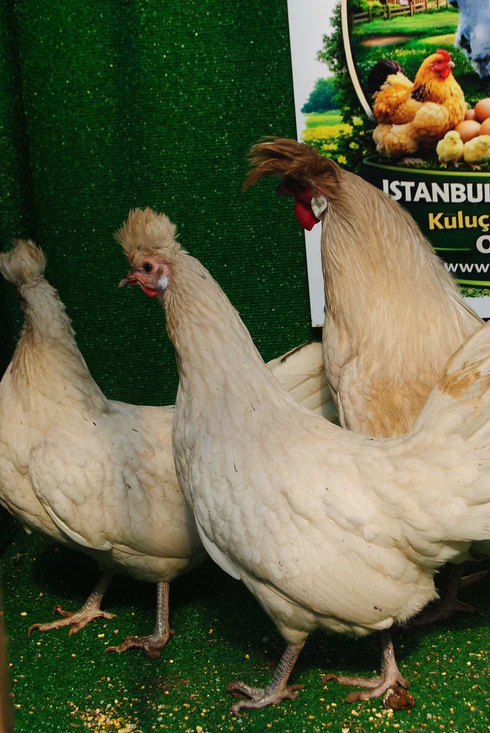 Küçük resim: Beyaz Appenzeller Kuluçkalık Yumurta