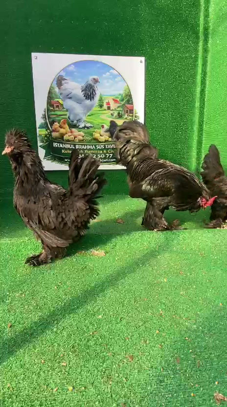 Küçük resim: Siyah Osmanlı Sultan Kuluçkalık Yumurta