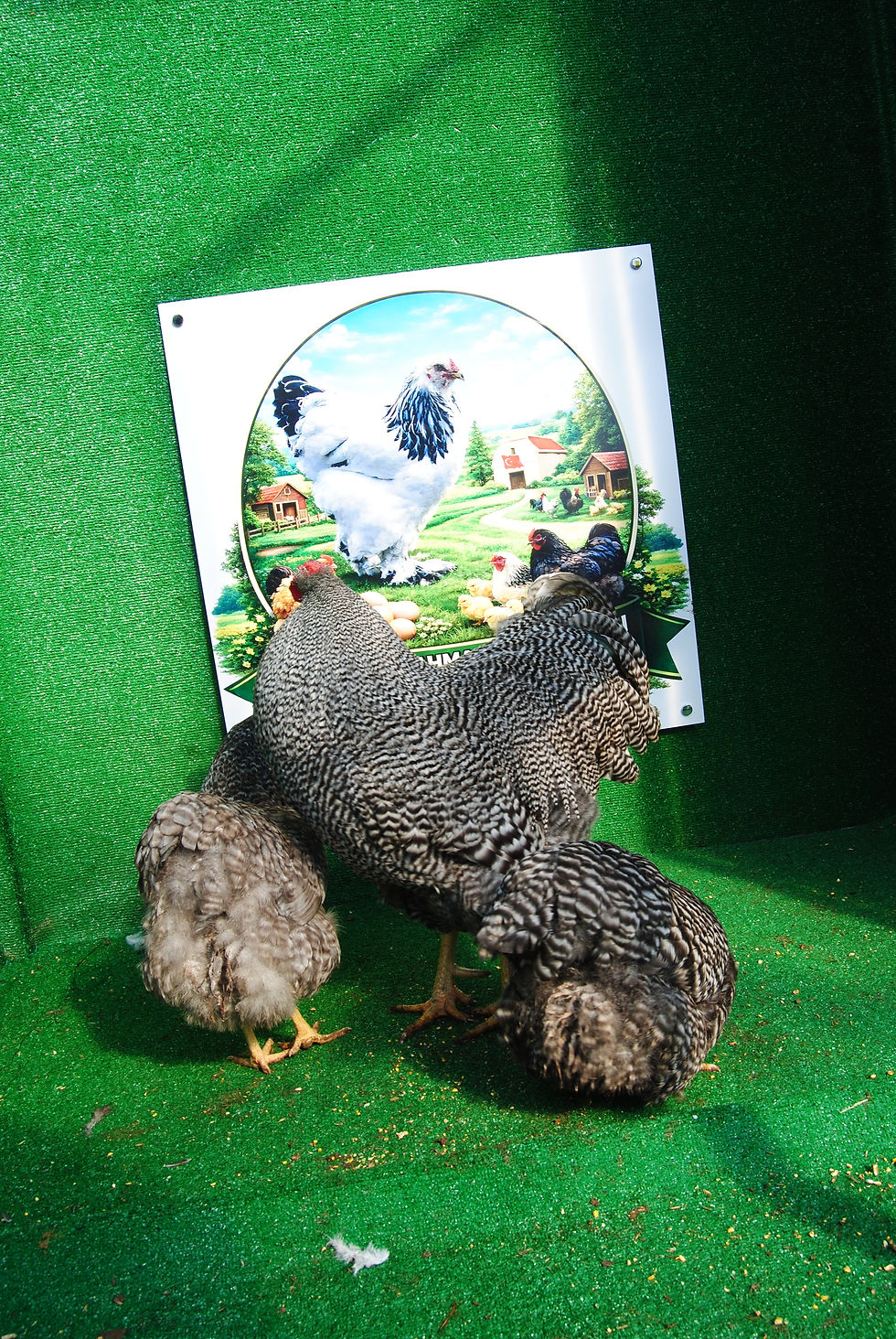 Küçük resim: Barred Wyandotte Kuluçkalık Yumurta