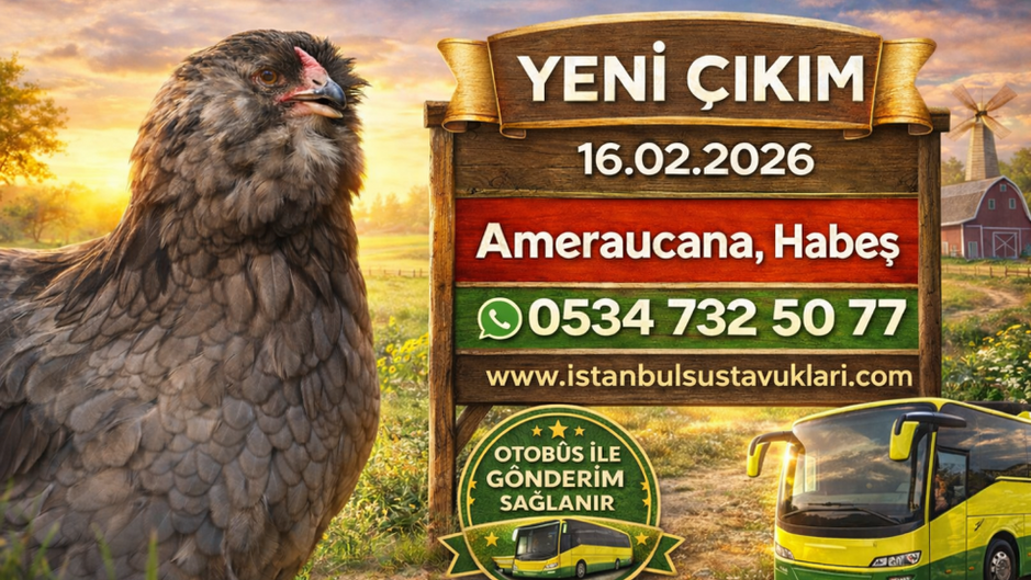Yeni Çıkım 16.02.2026 - Ameraucana,Habeş 