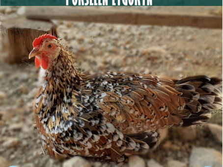 Porselen Ligorin Kuluçkalık Yumurta Ve CİVCİV