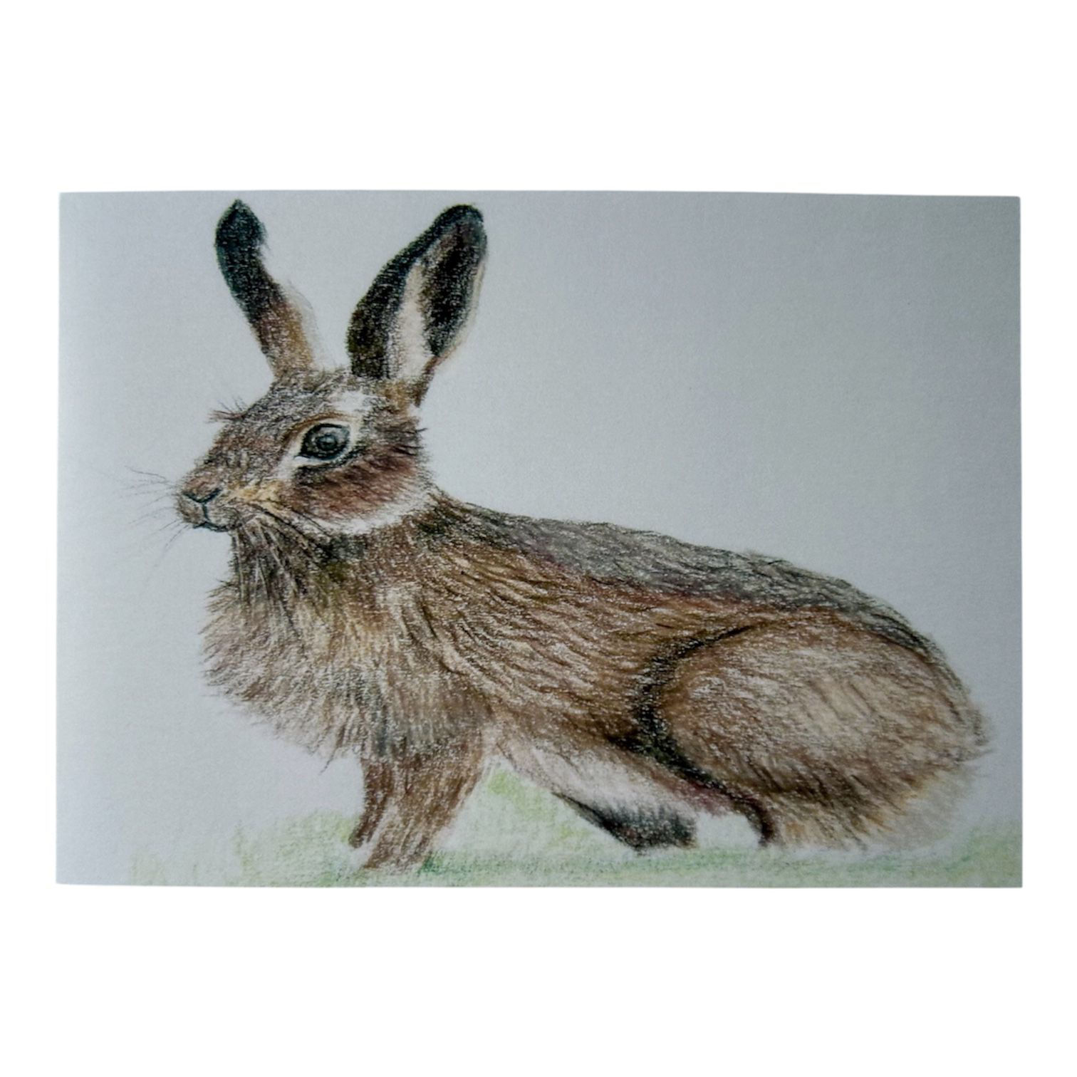 Hare Card - (Somerset Artist’s coloured pencil design)