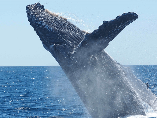 Discover Dogecoin Whales In Real-Time!