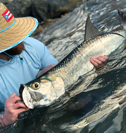 Puerto Rico Tarpon.jpg