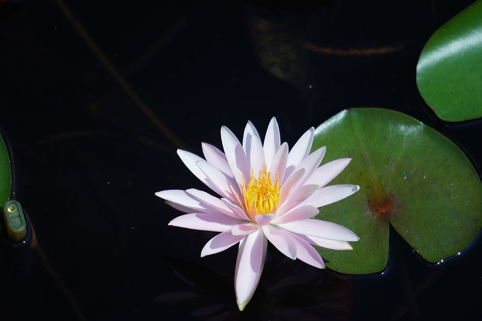 山口市瑠璃光寺五重塔の池に咲く蓮の花~2022年9月11日撮影