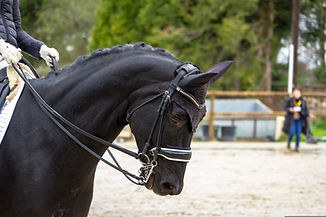Para Dressage horse