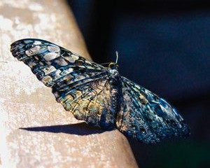 Dubbele gevoelens