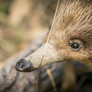 Living With a Porcupine