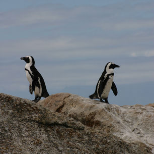 Couples Growing Apart