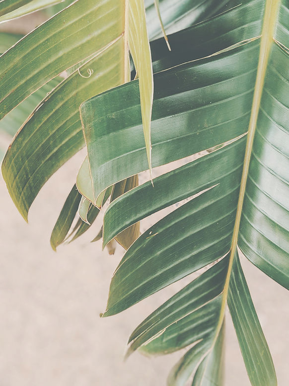 pexels-valeriiamiller-2516653_edited.jpg