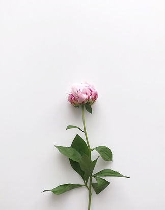 peony.2jpeg.jpeg