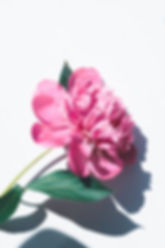 peony3.jpeg