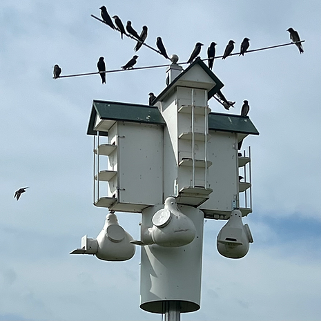 Birds around bird house