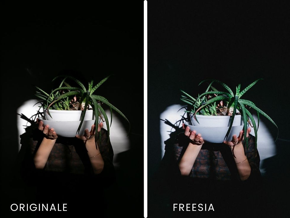 Miniatura: Freesia Preset