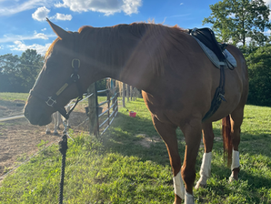 My plan for my riding horses for the rest of 2026
