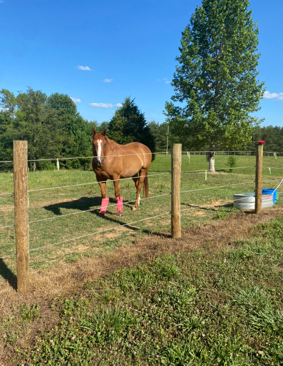 yes he is a thoroughbred hehe