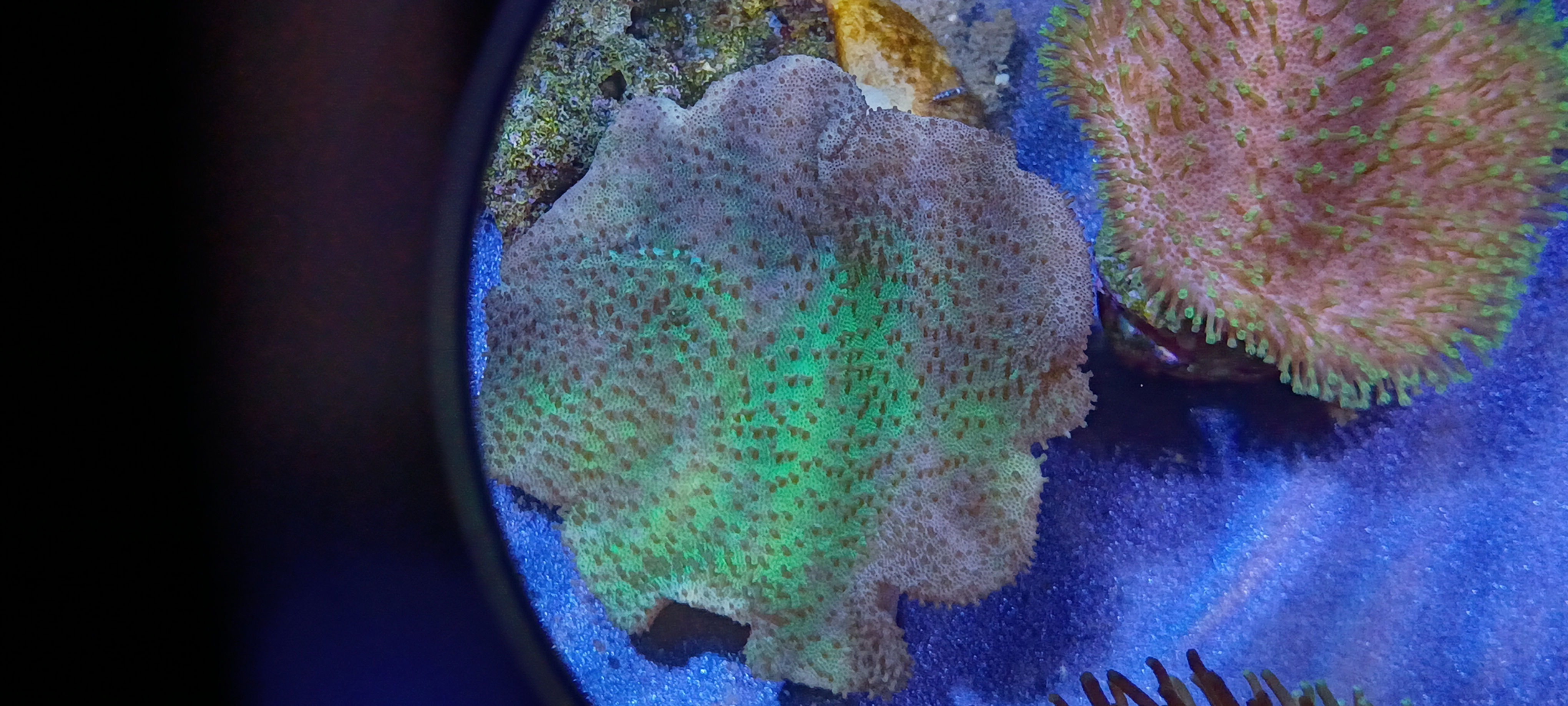 Walt Smith's Yellow Fiji Leather(greening)