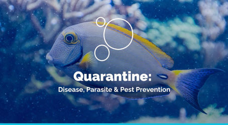 Quarantine: Disease, Parasite & Pest Prevention in Reef Tanks