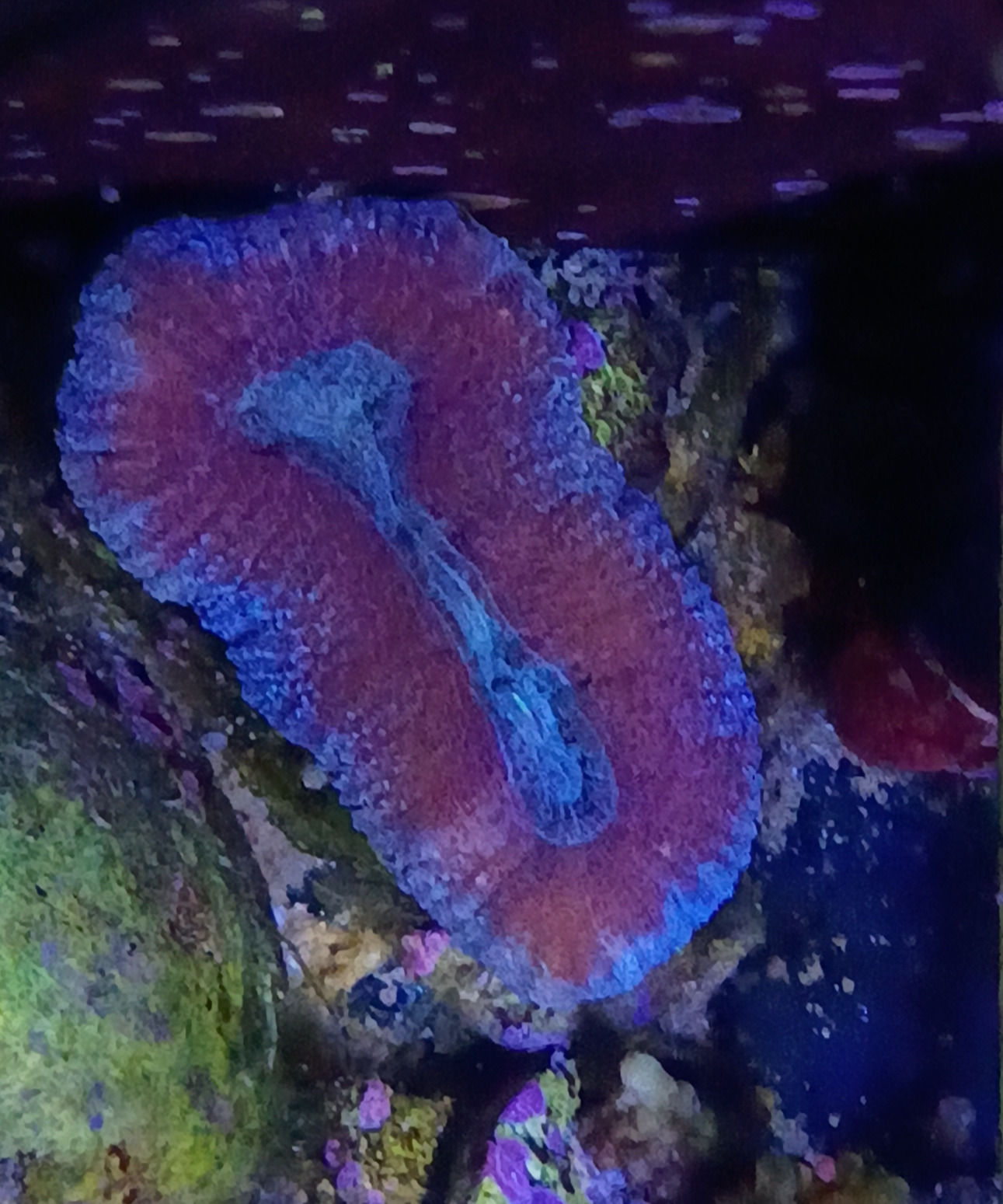 Acanthastrea pachysepta (formerly Lobophyllia)