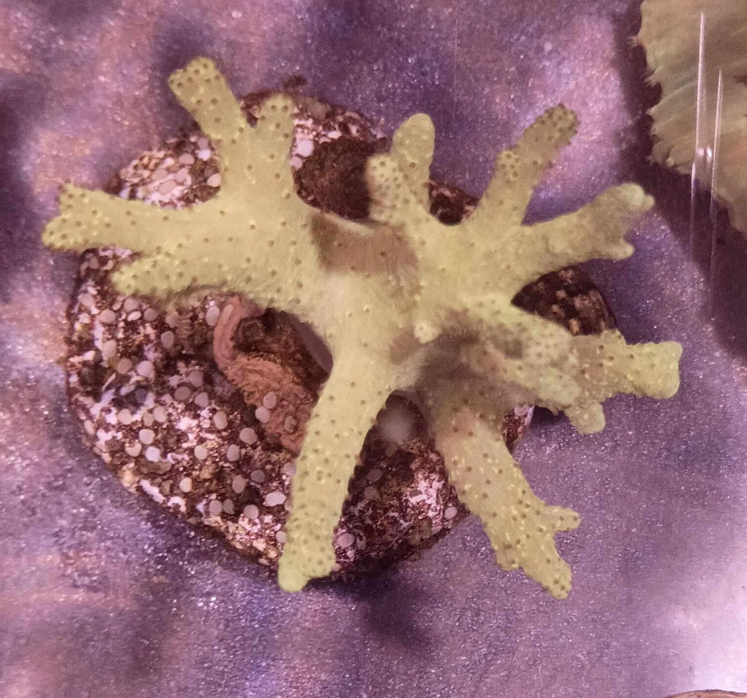 Sclerophytum "Yellow Rasta Tree Leather"