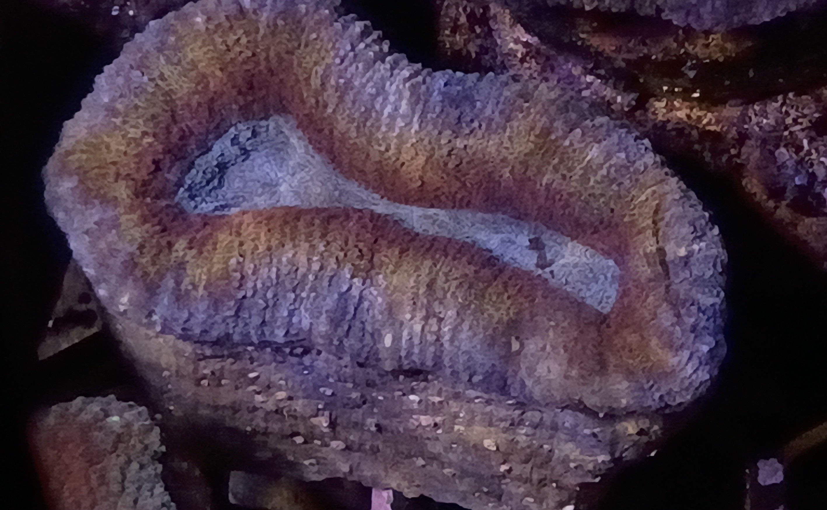 Acanthastrea pachysepta (formerly Lobophyllia)