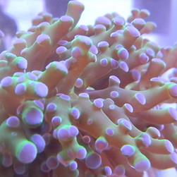 frog spawn coral colony