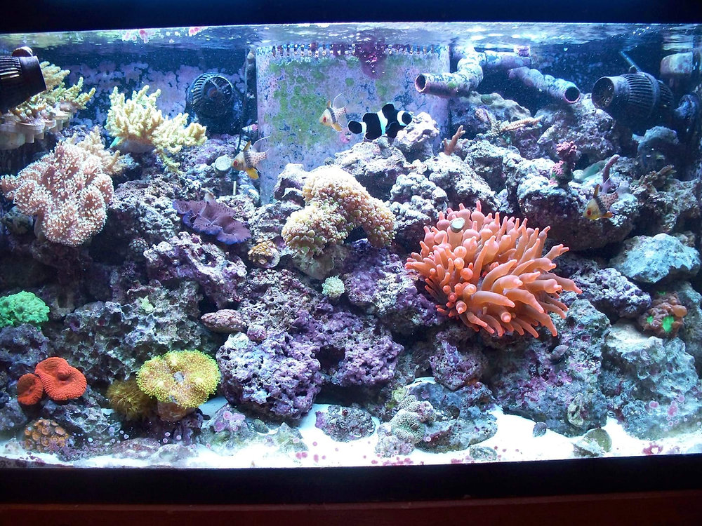 Setting Up a Reef Tank: A Comprehensive Guide