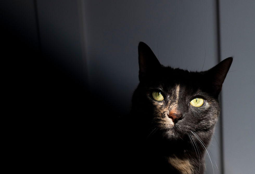 Black cat with yellow eyes in dramatic shadows