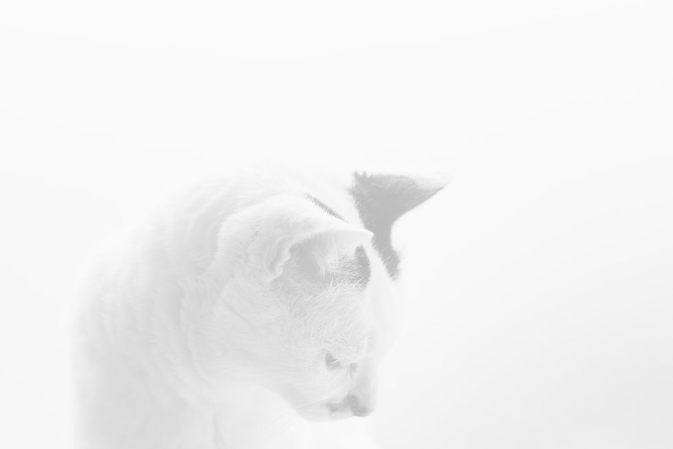 A white and black shored hair cat looks down