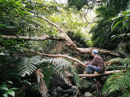 蜜蜂師父的痛覺課