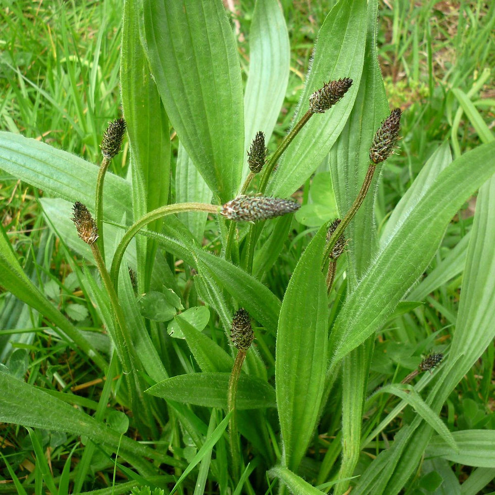 Miniature : Baume au Plantain