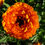Miniature : Baume au Calendula