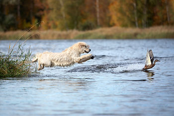 A golden retriever leaps into a lake towards a duck taking flight.