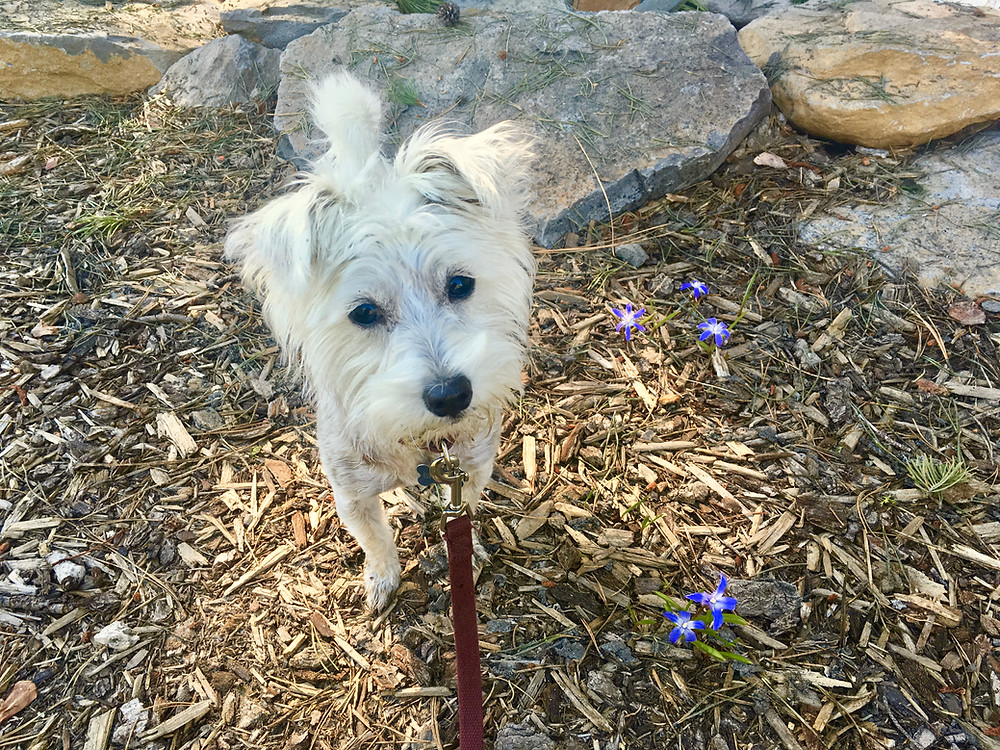 Scout on the first walk with Lilith