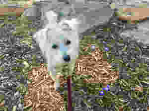 Scout on the first walk with Lilith
