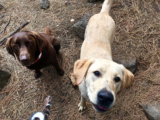 Buddy Dog Training & Care, Lake Tahoe, CA