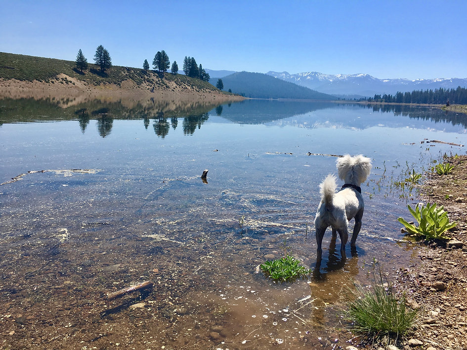 Buddy Dog Training & Care, Puppy Classes, Lake Tahoe, CA