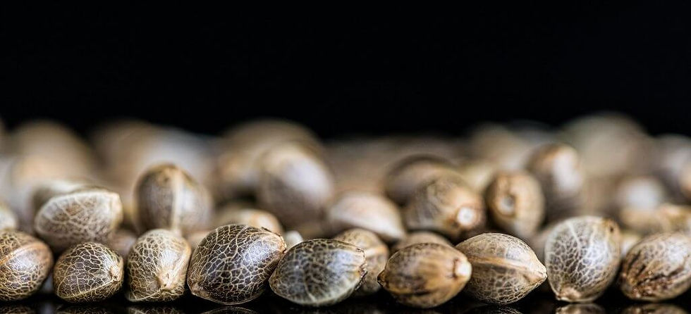 how-to-tell-if-a-weed-seed-is-good-1024x633_edited.jpg
